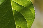 Allwebco Design Corporation